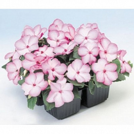 Бальзамин Баланс Роуз Пикоти Бальзамин Баланс Роуз Пикоти