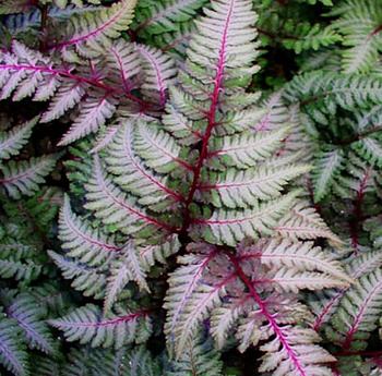 Кочедыжник японский Ред Бьюти