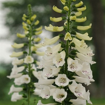 Наперстянка Далматин Вайт