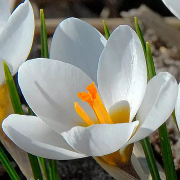 Крокус ботанический Ард Шенк Крокус ботанический Ард Шенк