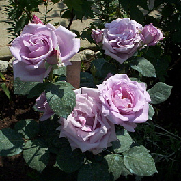 Роза чайно-гибридная Блю Мун