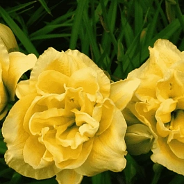 Лилейник Yellow Submarine