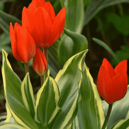 Тюльпан praestans paradox