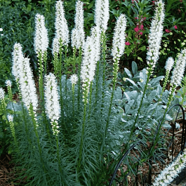 Лиатрис колосковый Alba