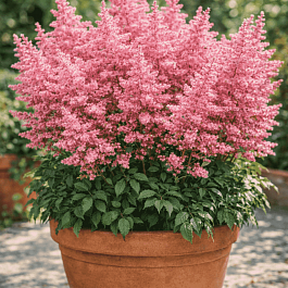 Астильба японская Country and Western