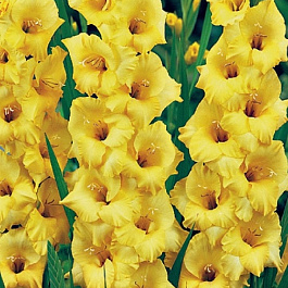 Гладиолус крупноцветковый Нова Люкс