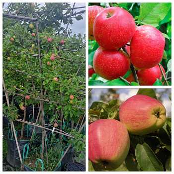 Яблоня пальметта на шпалере 5 лет+ Хоней Крисп-Кандиль орловский