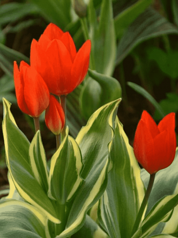 Тюльпан praestans paradox