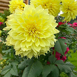 Георгина декоративная Кельвин Фладлайт