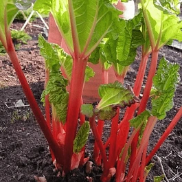 Ревень обыкновенный Red Champagne