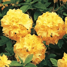 Азалия крупноцветковая Yellow Pom Pom