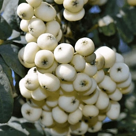 Рябина сладкоплодная Кашмирская