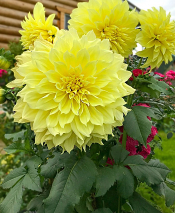 Георгина декоративная Кельвин Фладлайт