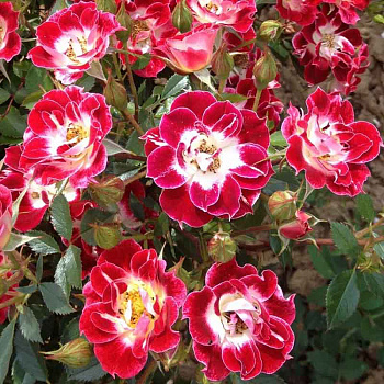 Роза миниатюрная Литтл Артист