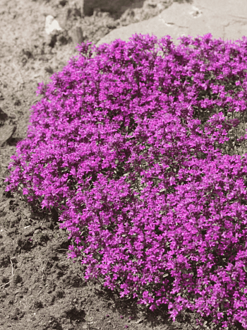 Тимьян ранний Purple Beauty