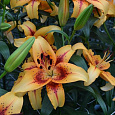 Лилия ОА-гибрид Отель Калифорния