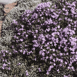 Тимьян ползучий Magic Carpet