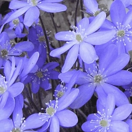 Печеночница остродольчатая