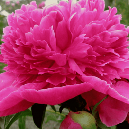 Пион Молочноцветковый General Mac Mahon