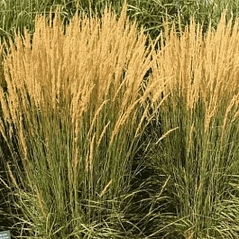 Вейник остроцветковый Karl Foerster