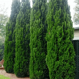 Можжевельник китайский Spartan