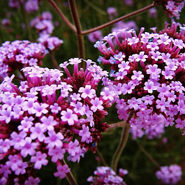 Вербена бонарская