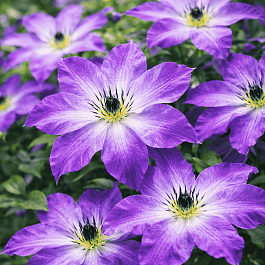 Клематис гибридный Cloudburst