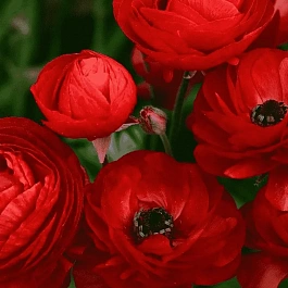 Лютик Азиатский  Red