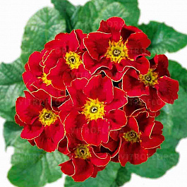 Примула Hethor Tagetes Red