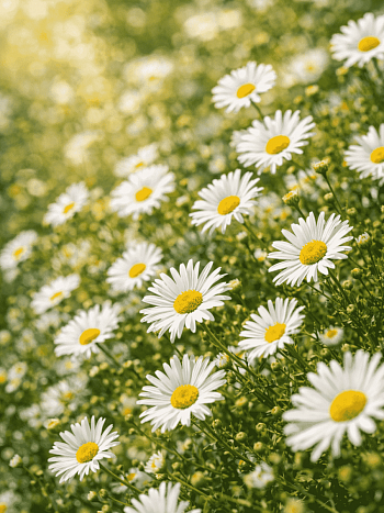 Астра кустарниковая Monte Cassino
