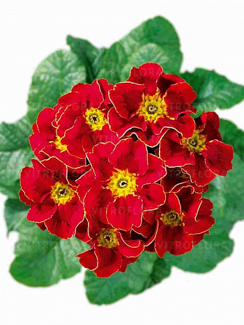Примула Hethor Tagetes Red