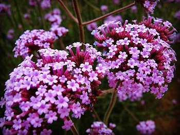 Вербена бонарская