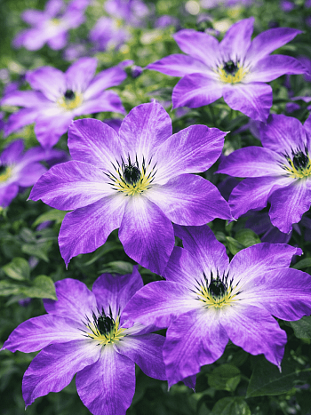 Клематис гибридный Cloudburst