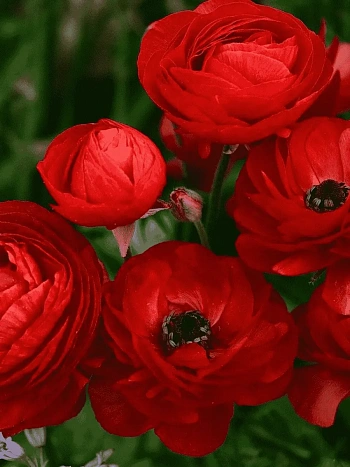 Лютик Азиатский  Red