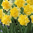 Нарцисс махровый Sweet Pomponette