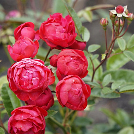 Роза миниатюрная Руд Морсдаг