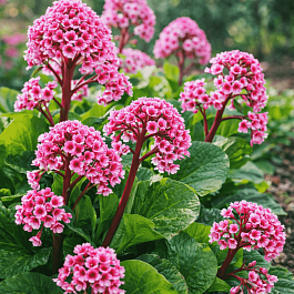 Бадан сердцелистный Winterglut