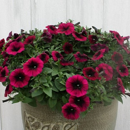 Петуния ампельная F1 Шок Вейв Дип Парпл