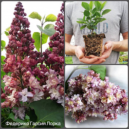 Сирень обыкновенная Федерико Гарсиа Лорка