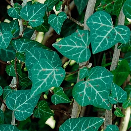 Плющ обыкновенный Plattensee