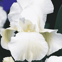 Ирис германский White Knight