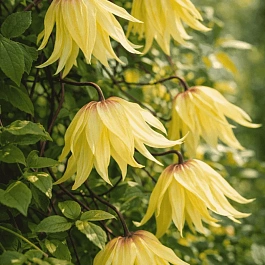 Клематис Lemon Dream