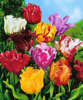 Тюльпан попугайный "Весенний фейерверк" смесь окрасок