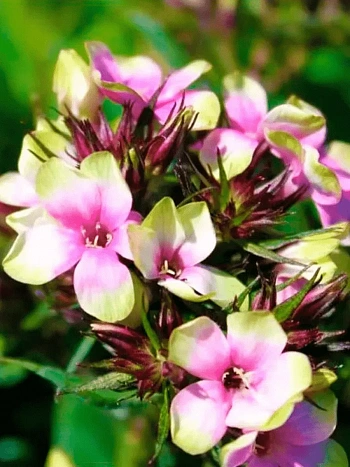 Флокс метельчатый Mystique Green