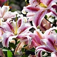 Лилия восточная Big Smile