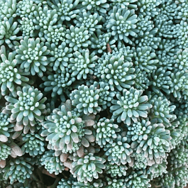 Очиток Рубенс Lizzard