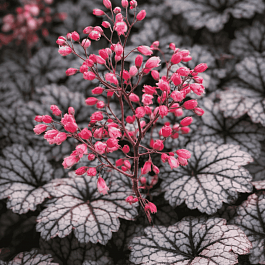 Гейхера Glitter