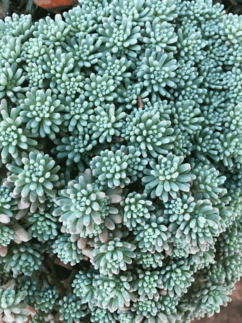 Очиток Рубенс Lizzard