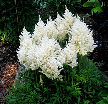 Астильба японская Дойчланд