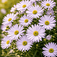 Астра кустарниковая Apollo